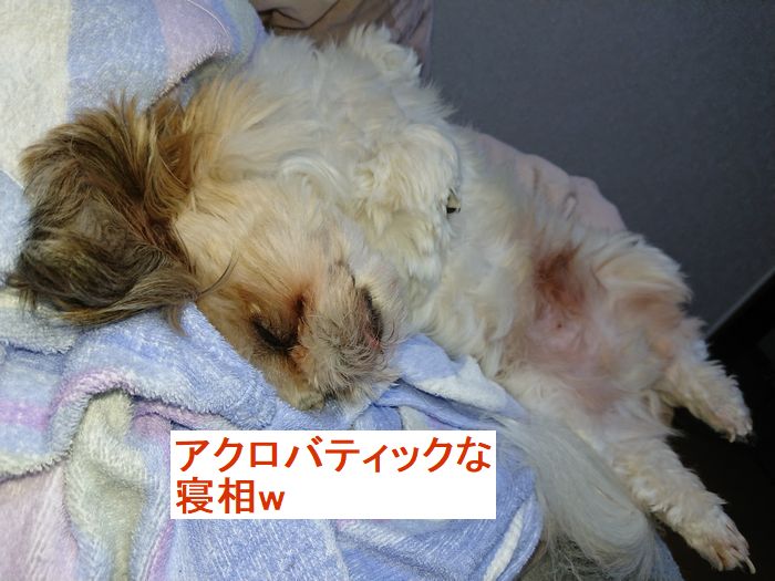 我が家のワンコ 我が家のシーズー寝方が変かも 犬には寝違えたと言う事は無いのか 寝ててもカワイスw やって見ブログ