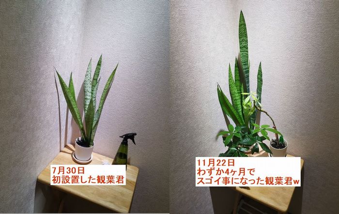 買って見ました 観葉植物用のledライトはバケモノか 日光無しで育てた観葉植物が凄かった よい買い物しました やって見ブログ